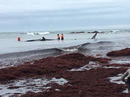 Réservez vos billets en ligne avec la compagnie yeu continent pour faire la traversée du continent à l'île d'yeu et profiter d'un séjour sur l'île. Vendee Une Baleine Sauvee Par Les Secours Sur Une Plage De L Ile D Yeu Le Journal Des Sables