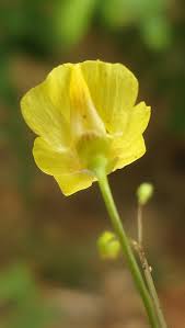 Image result for Utricularia gibba