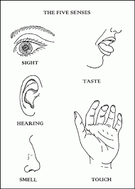These handy 5 senses coloring pages are a greaty way to introduce the five sense in a way that isn't an overly complicated. My Five Senses Coloring Pages Coloring Home