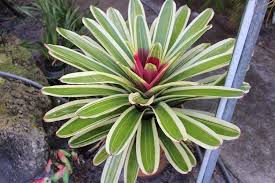 Image result for Neojeffreya