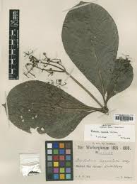 Image result for Tricalysia pallens