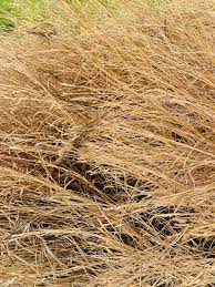 Image result for Axonopus flexuosus