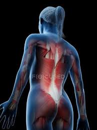 Select from premium back anatomy muscles of the highest quality. Female Musculature Of Back Computer Illustration 3d Illustration Science Stock Photo 308625318