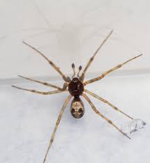 Image result for z p%u0159ednice jedovat 