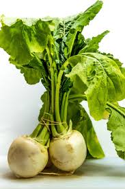 Image result for Brassica rapa