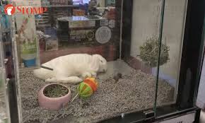 Check spelling or type a new query. Spca Investigating Welfare Of Rabbit On Display At White Sands Pet Store After Stomper Raises Concern