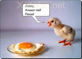 World01 Jpg Funny Comments Funny Animal Photos Chicken Humor