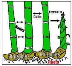 How To Grow Bamboo Cuttings Growing Bamboo Bamboo Garden Lucky Bamboo Plants