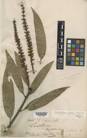 Image result for Helixanthera