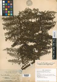 Image result for Blotiella bouxiniana