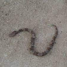 Copperhead Baby Funny Frogs Baby Projects To Try