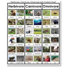 Herbivore Omnivore Carnivore Sorting Game Herbivore