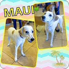 Maybe you would like to learn more about one of these? Scottsdale Az Australian Shepherd Labrador Retriever Mix Meet Maui A Puppy For Adoption Australian Shepherd Australian Shepherd Blue Merle Puppy Adoption