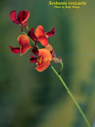 Image result for Sesbania tetraptera