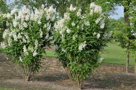 Image result for Syringa prestoniae