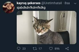 Scofield On Twitter Internete De Sevimli Kedi Yazmistim Mq