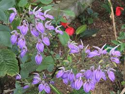 Image result for Brillantaisia cicatricosa