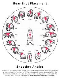 Black Bear Shot Placement Archery Bear Shot Placement Camping Hiking Ammunition Ballistics 101 Black Bear Hunting Bear Hunting Hunting Rifles
