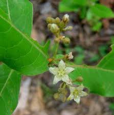 Image result for Psorospermum febrifugum