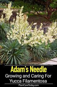 Growing Adams Needle Yucca Caring For Yucca Filamentosa Yucca Filamentosa Yucca Plant Care Yucca Plant