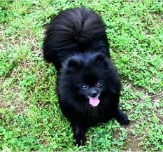 Cute Black And Brown Pomeranian Puppy Pin By Rasmia Embo Hurtic On My Tippy In 2020 Pomeranian Puppy Black Pomeranian Puppies Pomeranian Dog