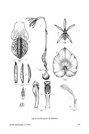 Image result for Nervilia petraea