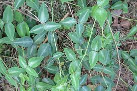 Image result for Desmodium