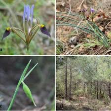 Image result for Crepidorhopalon whytei