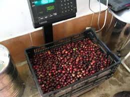 Extraction De L Huile D Olives Vierge La Vraie La Cachina