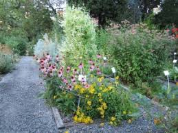 Image result for Vernonia nepetifolia