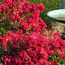 Yes, lavender and mexican heather both have varieties that are fully hardy in zone 8 and even. Mid Sized Shrubs For A Layered Border