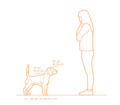 Beagle Dimensions Drawings Dimensions Guide