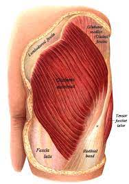 But the glutes actually are composed of three muscles: Gluteus Maximus Wikipedia