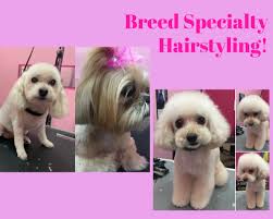 Bienvenue chez les vip dog's , transformez votre meilleur ami. Pet Grooming Salon Cat Dog Grooming Spa In Las Vegas At Woof Gang Bakery Grooming Henderson