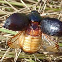 Image result for Pentodon