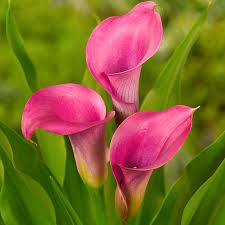 We did not find results for: Zantedeschia Amethyst Calla Lily