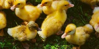 We did not find results for: Boboci De Rata Pekin Sau Muta Vanzare Pui De O Zi Agri Shop