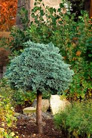 The festival of trees, one of utah's christmas traditions, will have a new home for its 50th every year, festival volunteers gather hundreds of christmas trees, decorated by people across utah in a. 7 Best Shrubs For Utah Climate Utah Gardening Edgehomes