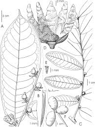 Image result for Hexalobus monopetalus