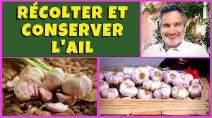 Le tout glacé d'un réduction balsamique à l'ail noir de l'ail de l'île. Ail Bio Au Potager Recolte Sechage Conservation Rotation Et Maladie Youtube