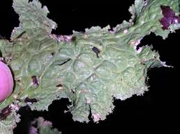 Image result for Laurembergia