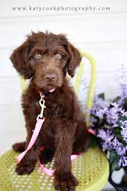 Typically the selection process starts around week 6. Pin By Katy Cook On Labradoodle Chocolate Labradoodle Labradoodle Doodle Dog