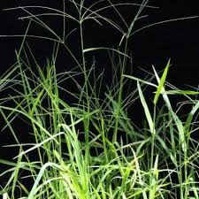 Image result for Digitaria nitens