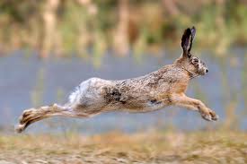 نتیجه جستجوی لغت [hare] در گوگل