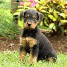 Airedale terrier, indiana » michigan. Airedale Terrier Puppies For Sale Greenfield Puppies