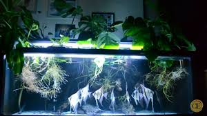 Monstera Deliciosa Aquarium Aquarium Fish Monstera Deliciosa Refine your search for aponogeton ulvaceus. aquarium aquarium fish