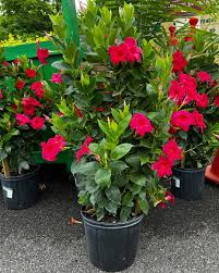 Image result for mandevilla obrázek