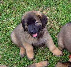 Bonnie Leonberger Dog Leonberger Puppy Puppies