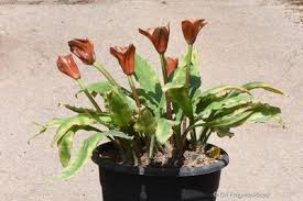 Image result for Scadoxus membranaceus