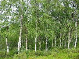 The healthiest stands of birch in nature are found in cool, moist soils and in groups of hundreds of trees. Betula Pendula Wikipedia